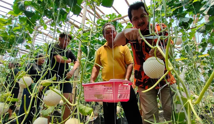 Sragen Menjadi Daerah Percontohan Budidaya Buah Melon Sistem Greenhouse