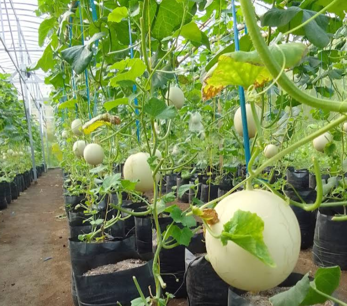 Greenhouse putra garden